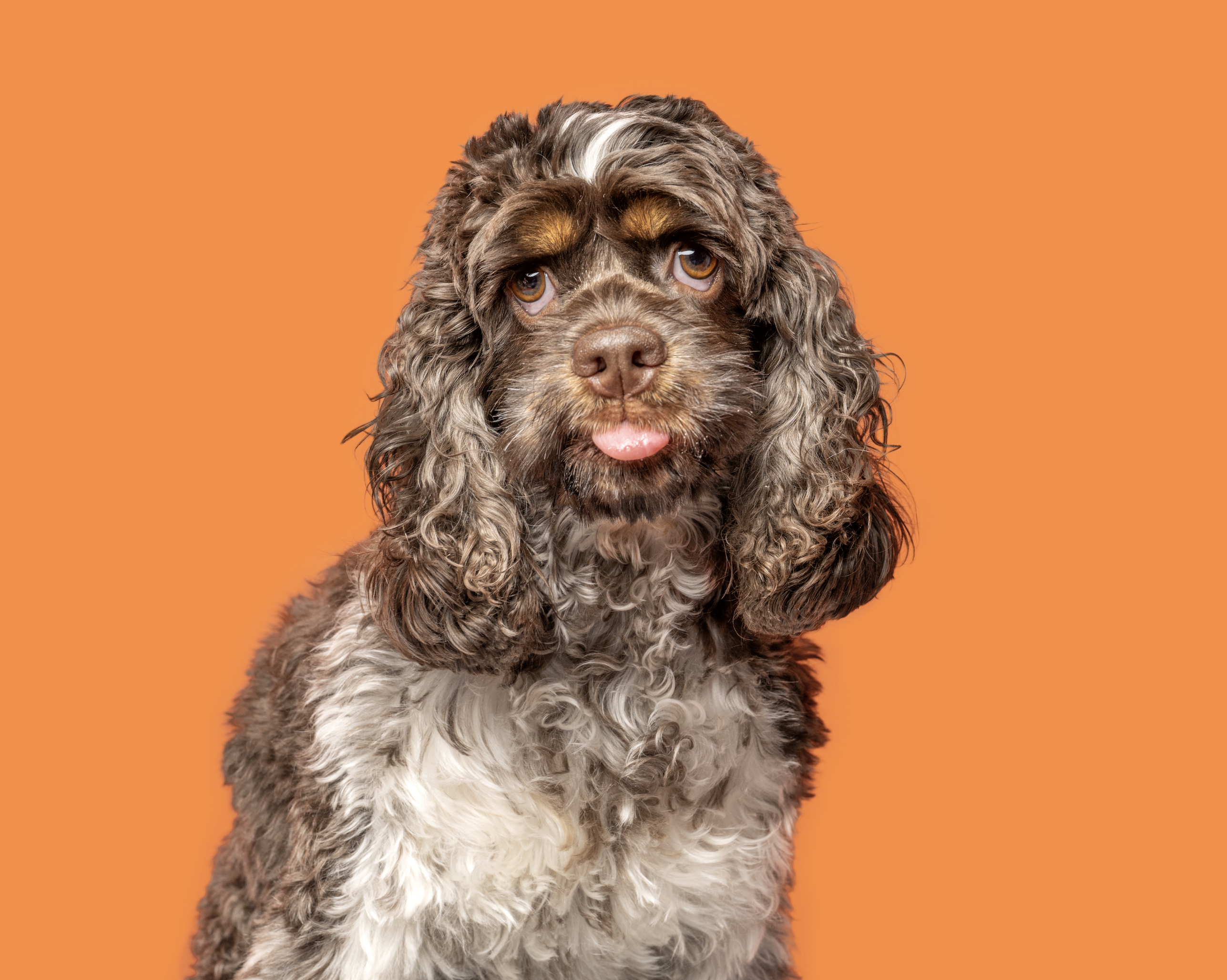 aura for rory's apawthecary